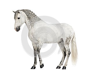 Side view of a Male Andalusian with plaited mane, 7 years old, also known as the Pure Spanish Horse or PRE
