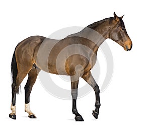 Side view of a Male Belgian Warmblood, BWP, 3 years old photo