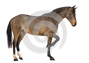 Side view of a Male Belgian Warmblood, BWP, 3 years old photo