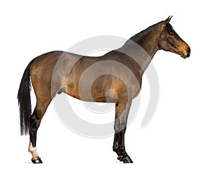 Side view of a Male Belgian Warmblood, BWP, 3 years old