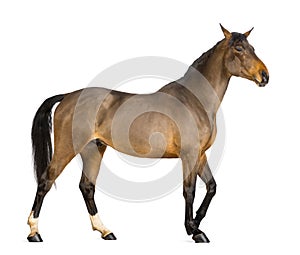 Side view of a Male Belgian Warmblood, BWP, 3 years old photo