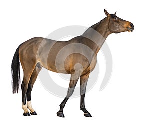 Side view of a Male Belgian Warmblood, BWP, 3 years old, stretching its neck