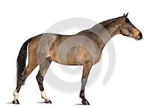 Side view of a Male Belgian Warmblood, BWP, 3 years old, stretching its neck