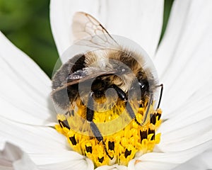 Side view of a male Common Eastern Bumble Bee (Bombus impatiens). Long Island, New York