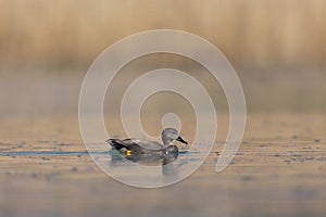 Side view male gadwall duck anas strepera swimming, reed, water