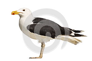 Side view of a Male Great Black-backed Gull