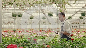 Side view of a male greenhouse worker walking in the green house holding and taking notes on digital tablet . People and