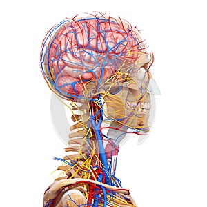 Side view of male head circulatory system