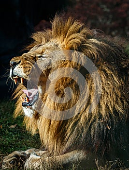 Side view of male lion