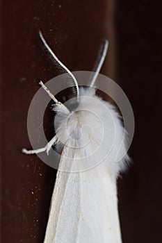 Side view of male white Virginia tiger moth on brown, focus on fur and antennae