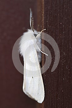 Side view of male white Virginia tiger moth on brown, focus on legs, fur, and antenna