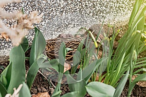 Side view of Mallard duck pounding in garden