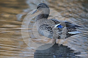 Side view Mallard Ducks Anas platyrhynchos relaxing in pond