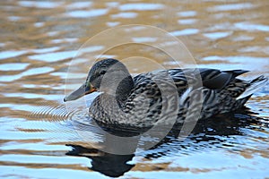 Side view Mallard Ducks Anas platyrhynchos relaxing in pond