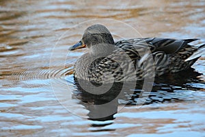 Side view Mallard Ducks Anas platyrhynchos relaxing in pond