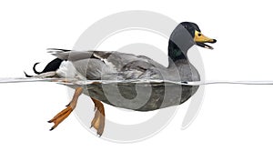 Side view of a Mallard in the water, quacking