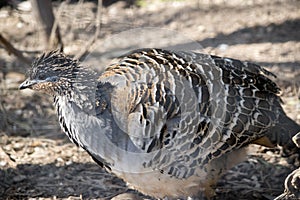 This is a side view of a malleefowl