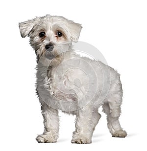 Side view of Maltese dog, standing