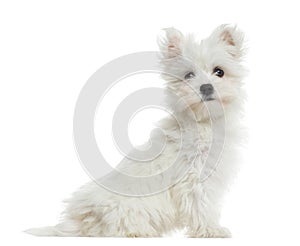 Side view of Maltese puppy sitting, looking at the camera