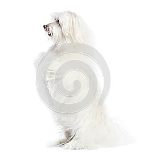 Side view of a Maltese upright, isolated photo