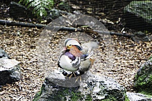 Side view of Mandarin duck on the rock in Rainbow Springs Park in the North Island of Rotorua, New Zealand