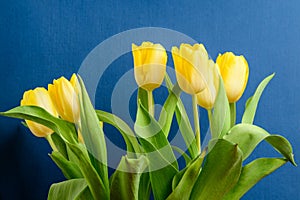 Side view of many small vivid yellow tulip flowers and green leaves on a dark blue studio paper, beautiful indoor floral backgroun