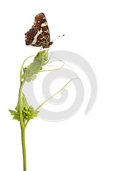 Side view of a Map butterfly landed on a wild plant