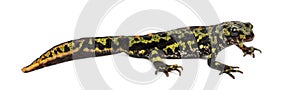 Side view of a Marbled newt, Triturus marmoratus