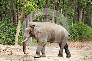 A side view of massive tusker in musth