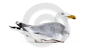 Side view of a mature European Herring Gull, Larus argentatus