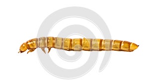 side view Mealworm close up