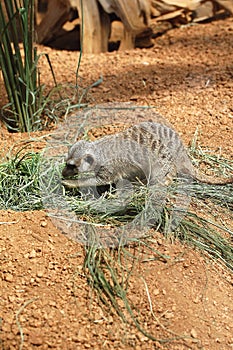 Side view of meerkat