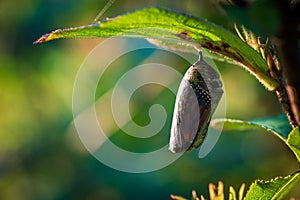 Side view of a Monarch Butterfly (Danaus plexippus) chrysalis just before opening photo