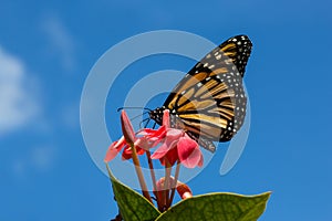 Side view of a monarch butterfly on a red flower against a blue sky