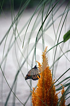Side view of a Monarch Butterfly resting on an Astible flower after emerging from its cocoon