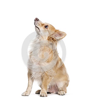 side view of a Mongrel, Bastard dog cross looking up, isolated on white