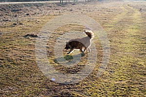 Side view of the mongrel dog running through the meadow.