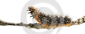 Side view of a Moth caterpillar on a branch, isolated