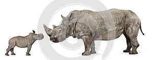 Side view of Mother and baby White Rhinoceros photo