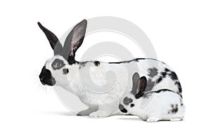 Side view of a mother Checkered Giant rabbit and her baby bunny