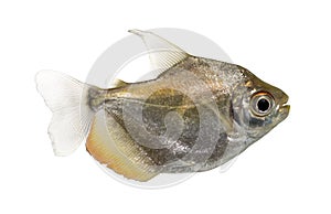 Side view of a Mylossoma aureum, isolated