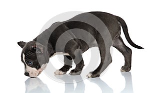 Side view of mystified American Bully curiously sniffing