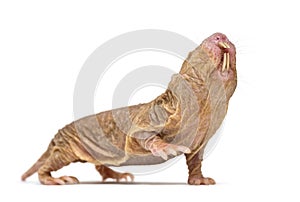 Side view of a Naked Mole-rat, hairless rat, isolated on wihte