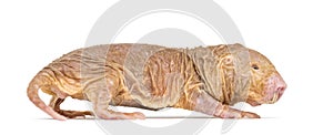 Side view of a Naked Mole-rat, hairless rat, isolated on wihte