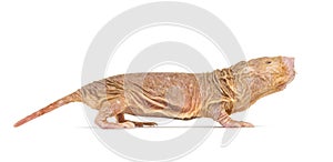 Side view of a Naked Mole-rat, hairless rat, isolated on wihte