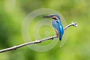 Side view of male kingfisher alcedo atthis standing on branch