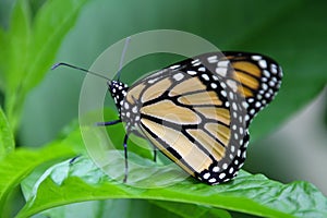 Side View of Newly Emerged Monarch Butterfly - Danaus plexippus