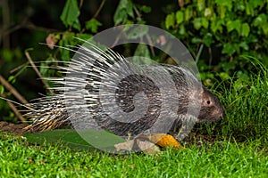 Side view of nocturnal animals Malayan porcupine