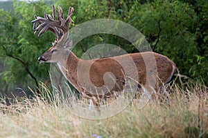 Side view of non-typical buck