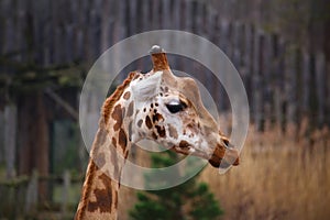 Side view of northern Giraffe (Giraffa camelopardalis)